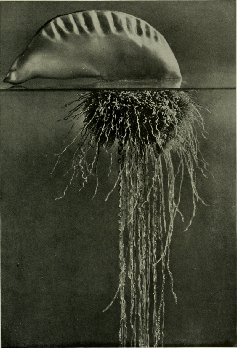 Atlantic Portuguese man o' war (Physalia physalis); DISPLAY FULL IMAGE.