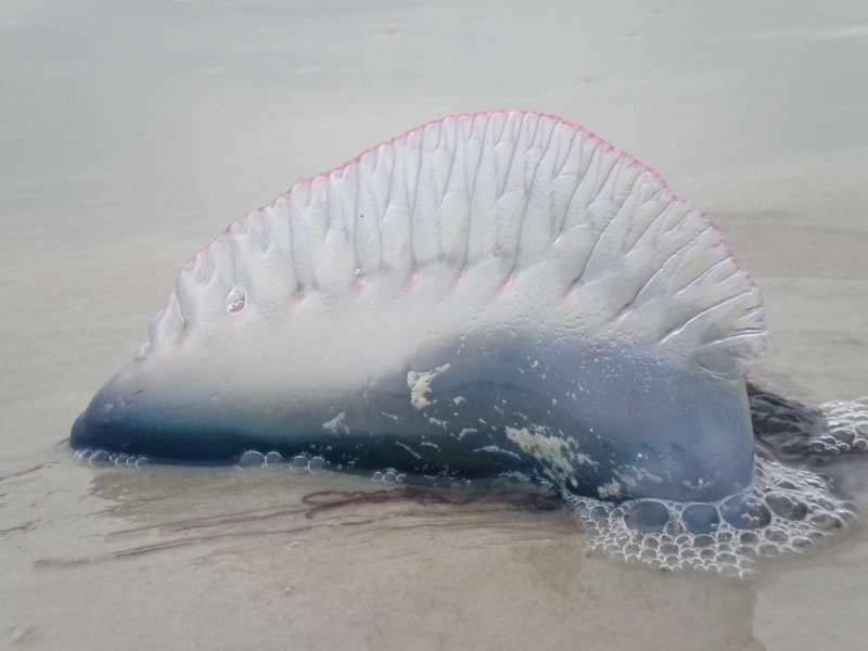 Indo-Pacific Portuguese Man-of-War (Physalia utriculus); DISPLAY FULL IMAGE.