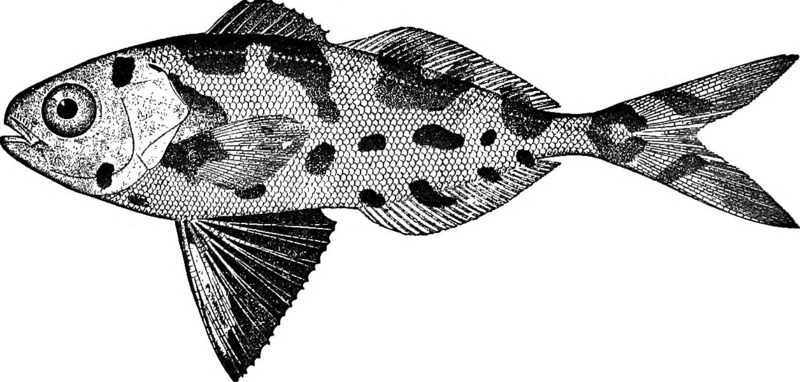man-of-war fish (Nomeus gronovii); DISPLAY FULL IMAGE.