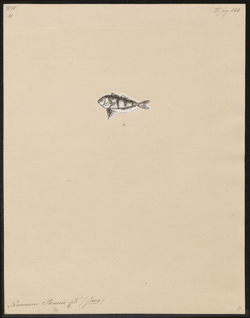 man-of-war fish (Nomeus gronovii); DISPLAY FULL IMAGE.