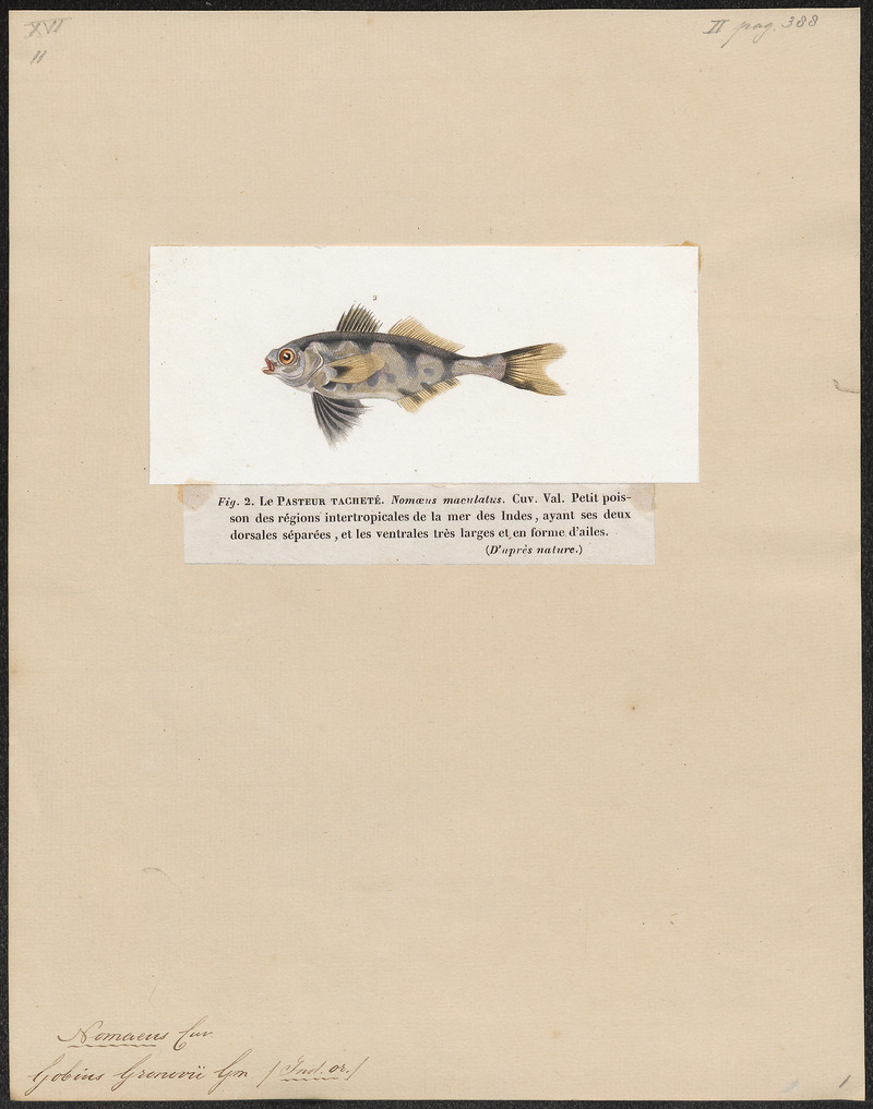 man-of-war fish (Nomeus gronovii); DISPLAY FULL IMAGE.