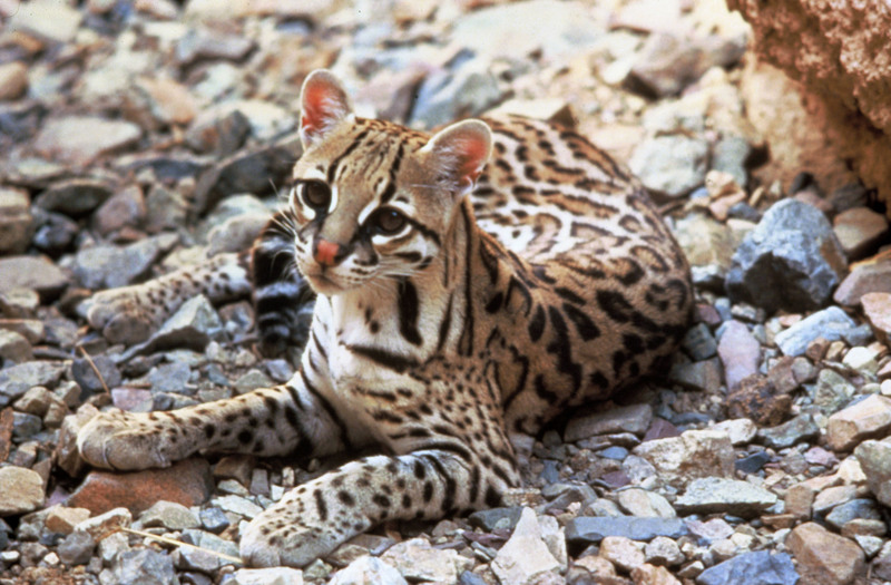 ocelot, dwarf leopard (Leopardus pardalis); DISPLAY FULL IMAGE.