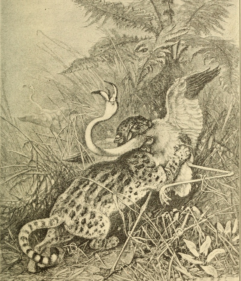 ocelot (Leopardus pardalis); DISPLAY FULL IMAGE.