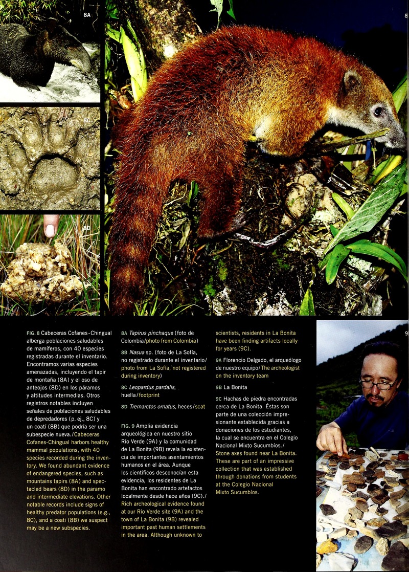 mountain tapir (Tapirus pinchaque), Coati (Nasua sp.); DISPLAY FULL IMAGE.