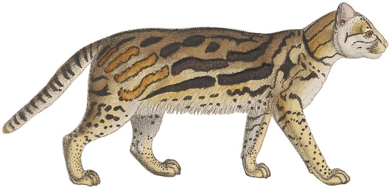 ocelot (Leopardus pardalis); DISPLAY FULL IMAGE.