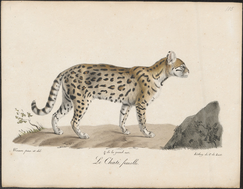 ocelot (Leopardus pardalis); DISPLAY FULL IMAGE.