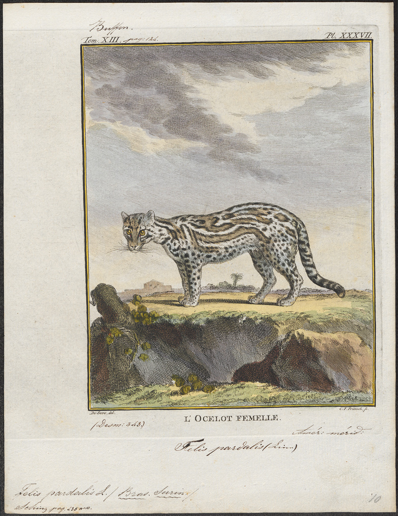 ocelot (Leopardus pardalis); DISPLAY FULL IMAGE.