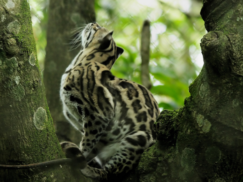 ocelot (Leopardus pardalis); DISPLAY FULL IMAGE.