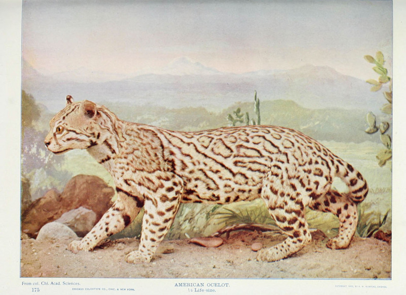 ocelot (Leopardus pardalis); DISPLAY FULL IMAGE.