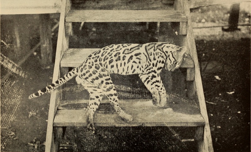 ocelot (Leopardus pardalis); DISPLAY FULL IMAGE.