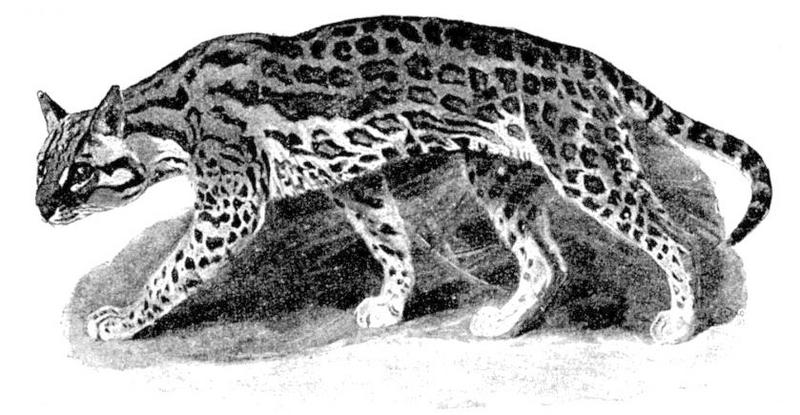 ocelot (Leopardus pardalis); DISPLAY FULL IMAGE.