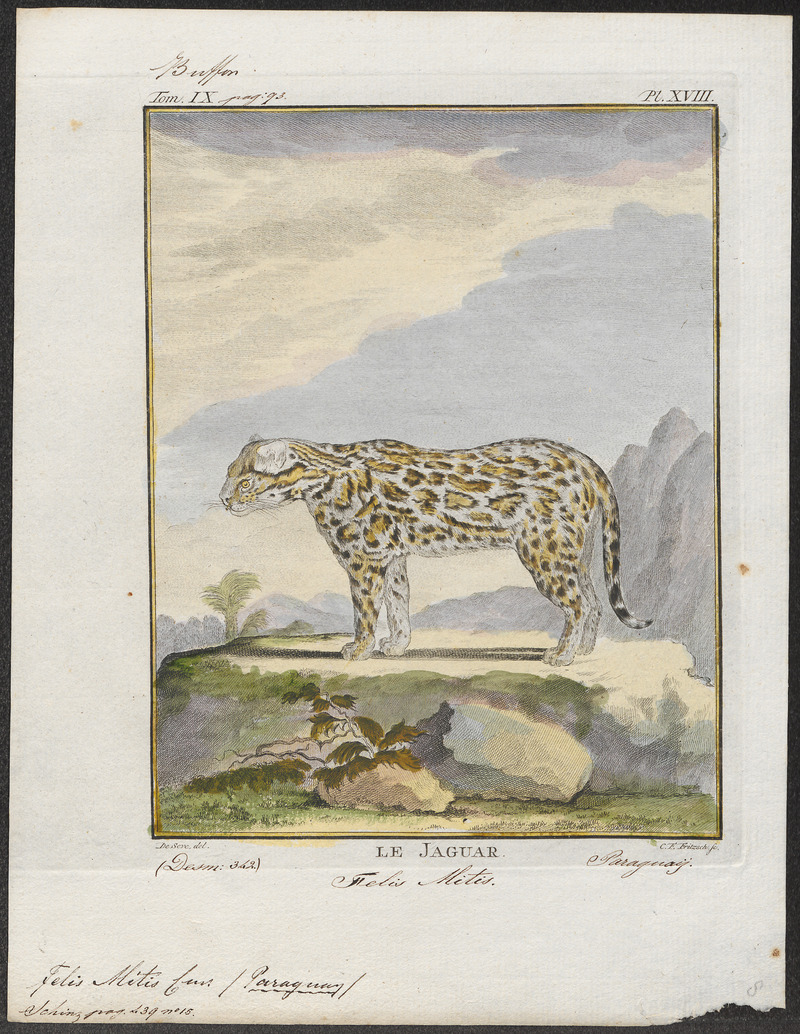 ocelot (Leopardus pardalis); DISPLAY FULL IMAGE.