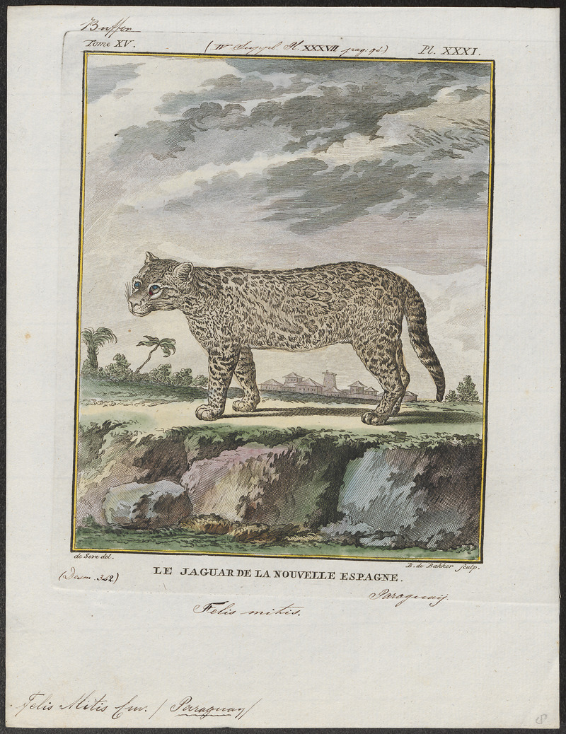 ocelot (Leopardus pardalis); DISPLAY FULL IMAGE.