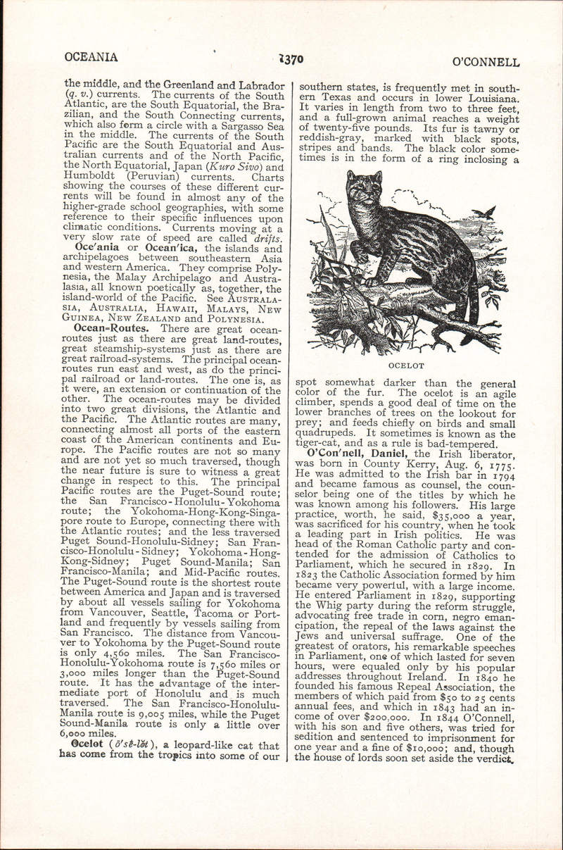 ocelot (Leopardus pardalis); DISPLAY FULL IMAGE.