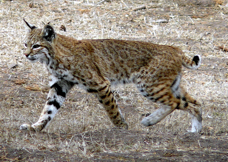 bobcat (Lynx rufus); DISPLAY FULL IMAGE.