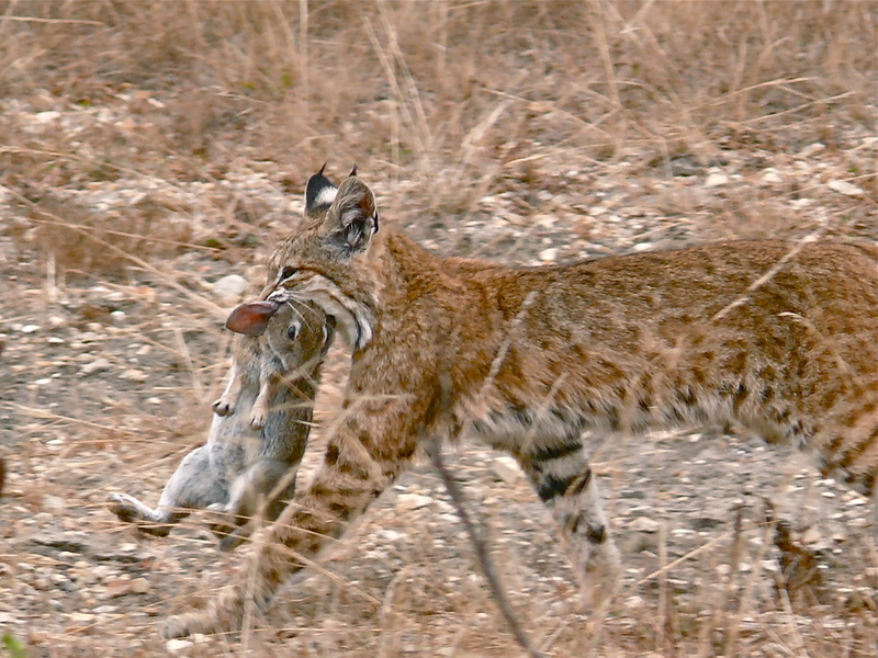 bobcat (Lynx rufus); DISPLAY FULL IMAGE.
