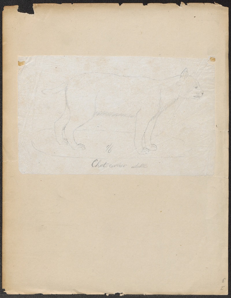 bobcat (Lynx rufus); DISPLAY FULL IMAGE.