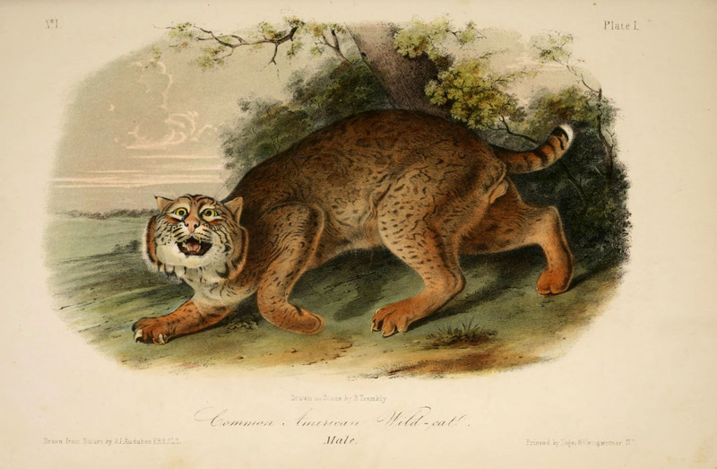 bobcat (Lynx rufus); DISPLAY FULL IMAGE.