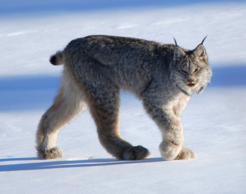 Canada lynx (Lynx canadensis); DISPLAY FULL IMAGE.
