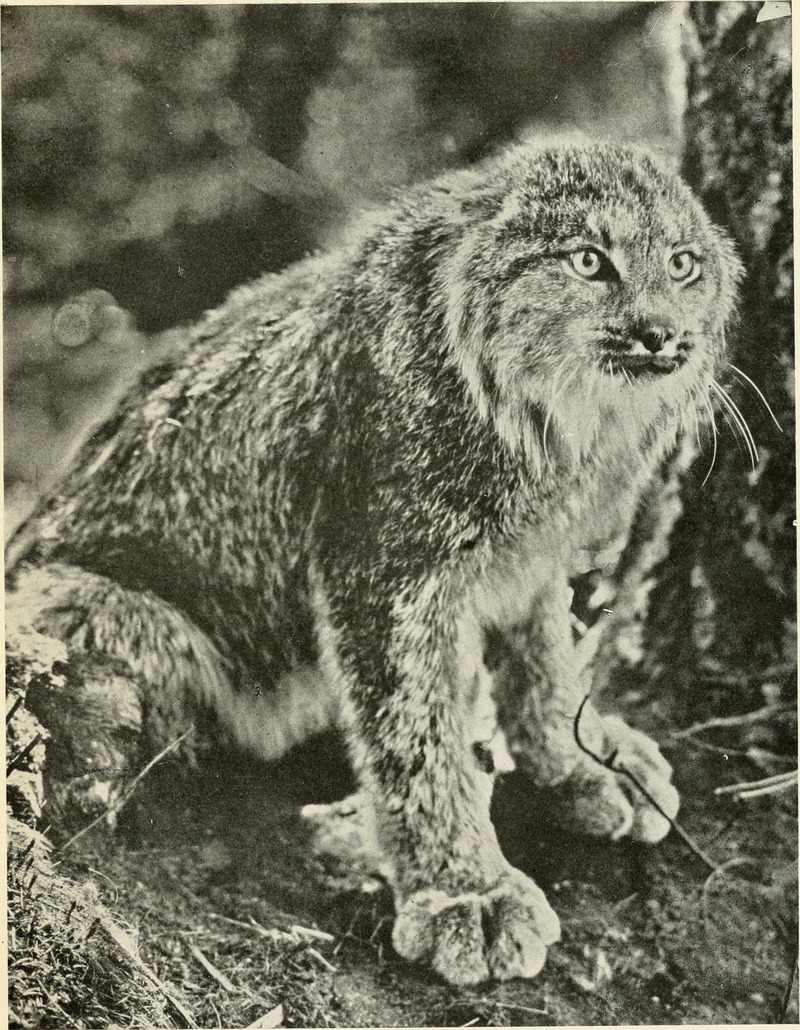 Canada lynx (Lynx canadensis); DISPLAY FULL IMAGE.