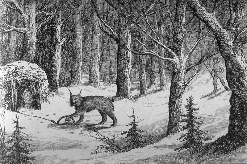 Canada lynx (Lynx canadensis); DISPLAY FULL IMAGE.