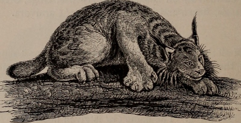 Canada lynx (Lynx canadensis); DISPLAY FULL IMAGE.