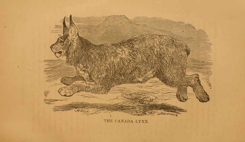 Canada lynx (Lynx canadensis); DISPLAY FULL IMAGE.