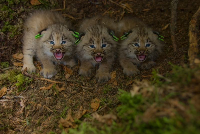 Canada lynx (Lynx canadensis); DISPLAY FULL IMAGE.