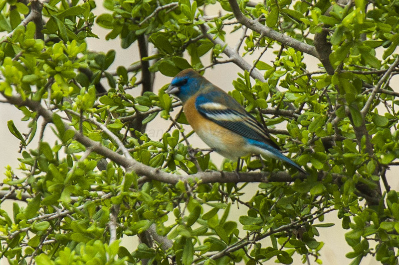 lazuli bunting (Passerina amoena); DISPLAY FULL IMAGE.