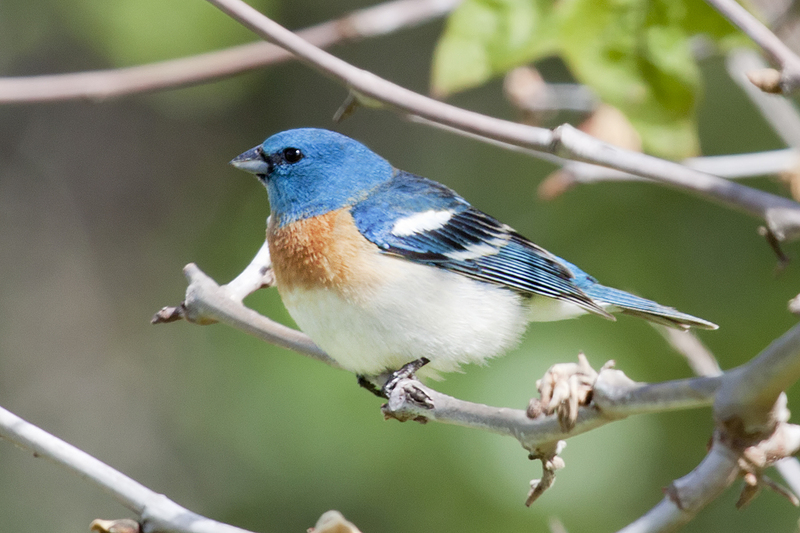 lazuli bunting (Passerina amoena); DISPLAY FULL IMAGE.