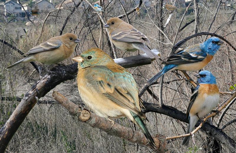 lazuli bunting (Passerina amoena); DISPLAY FULL IMAGE.