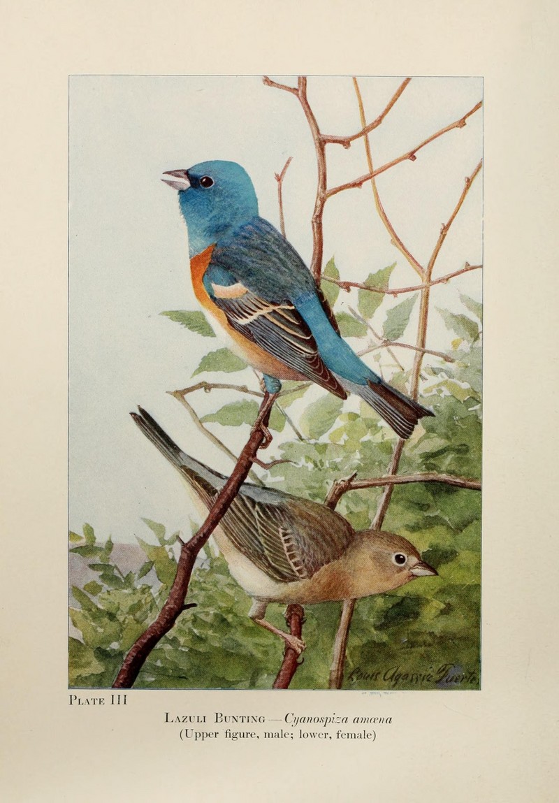 lazuli bunting (Passerina amoena); DISPLAY FULL IMAGE.