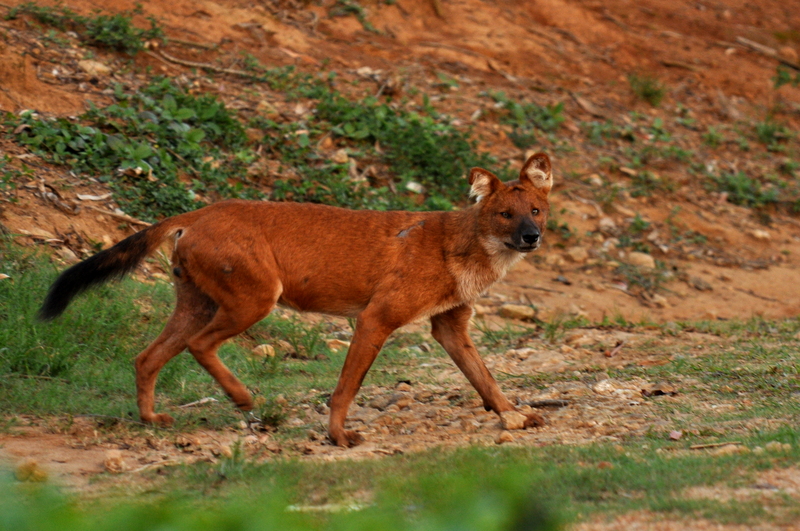 dhole, Asiatic wild dog (Cuon alpinus); DISPLAY FULL IMAGE.