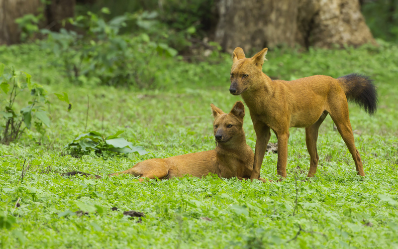 dhole, Asiatic wild dog (Cuon alpinus); DISPLAY FULL IMAGE.