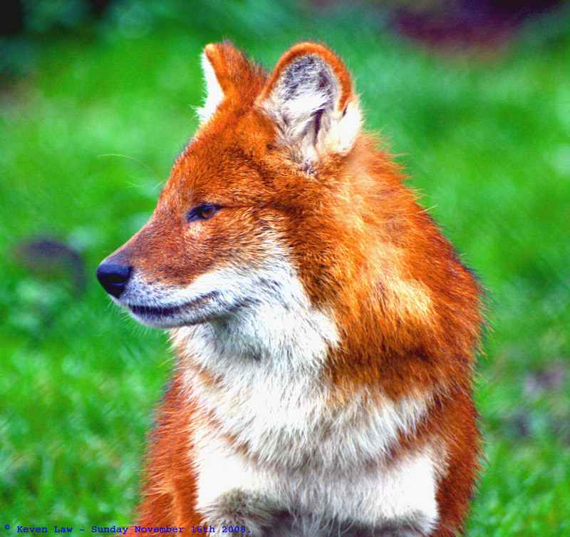 dhole, Asiatic wild dog (Cuon alpinus); DISPLAY FULL IMAGE.