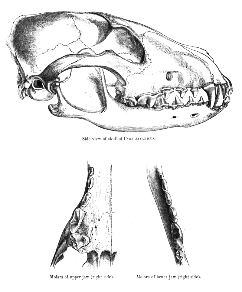 dhole (Cuon alpinus); DISPLAY FULL IMAGE.