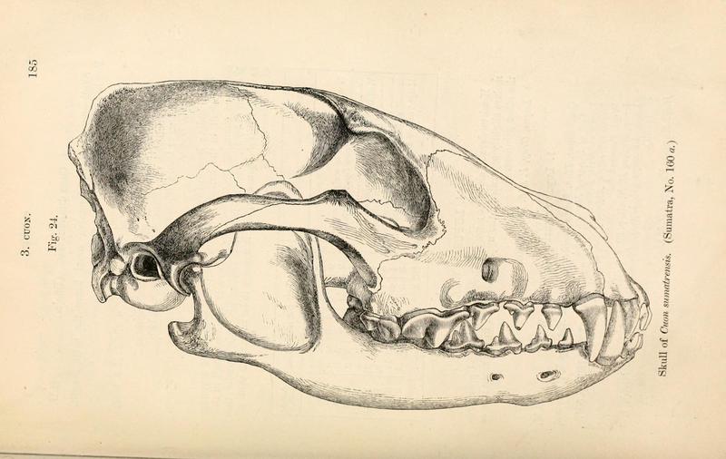 dhole (Cuon alpinus); DISPLAY FULL IMAGE.