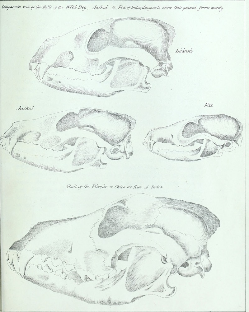 dhole (Cuon alpinus); DISPLAY FULL IMAGE.