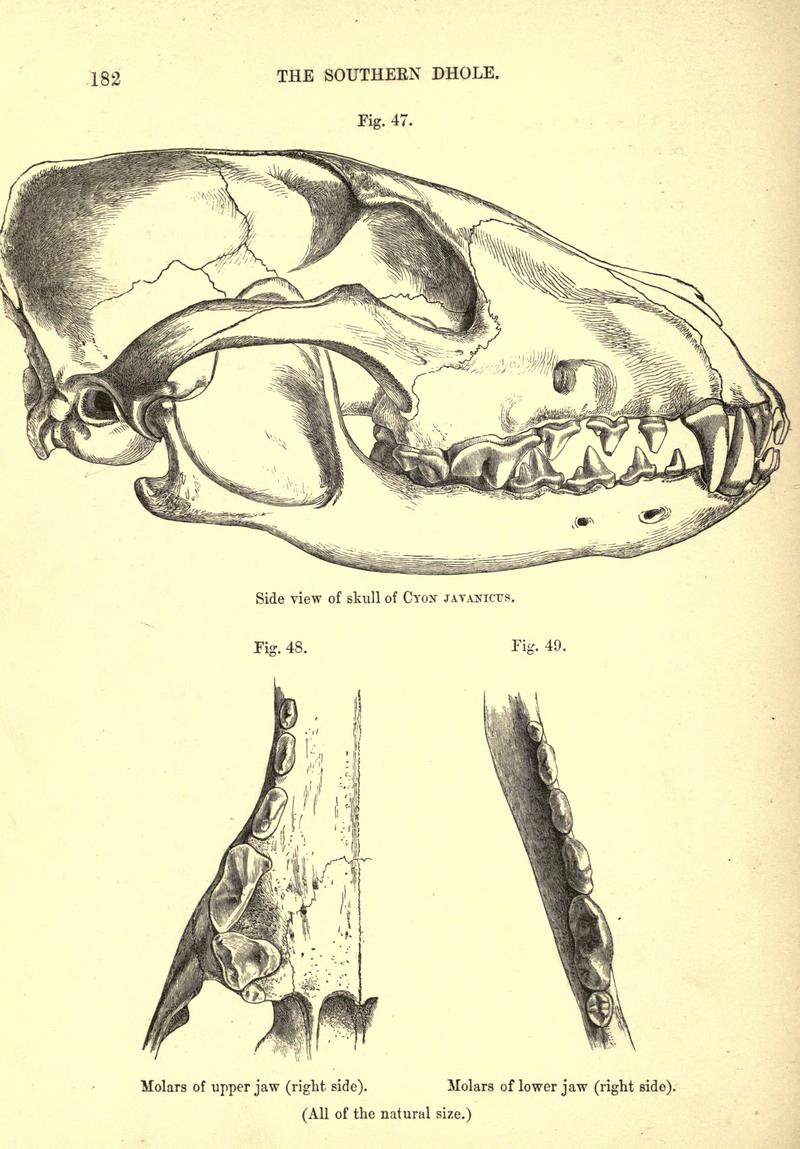 dhole (Cuon alpinus); DISPLAY FULL IMAGE.
