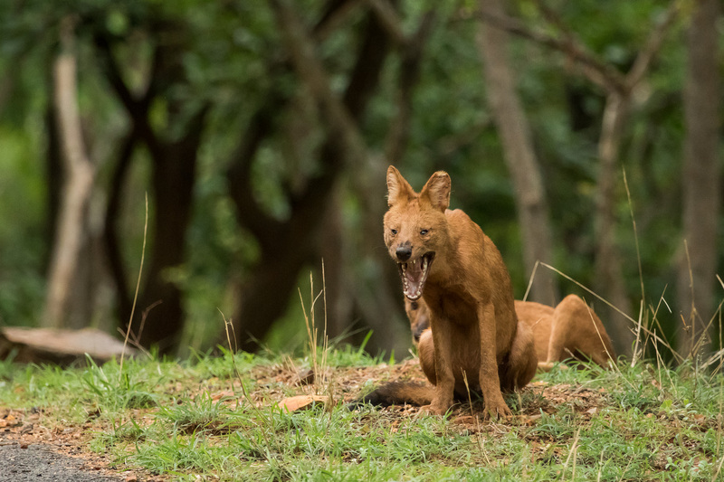 Dholes - dhole (Cuon alpinus); DISPLAY FULL IMAGE.