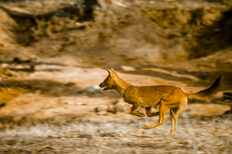 dhole (Cuon alpinus); DISPLAY FULL IMAGE.