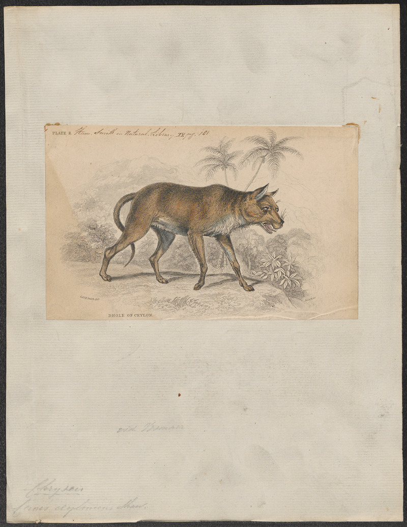 dhole (Cuon alpinus); DISPLAY FULL IMAGE.
