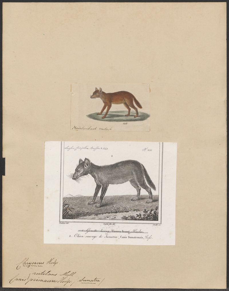 dhole (Cuon alpinus); DISPLAY FULL IMAGE.