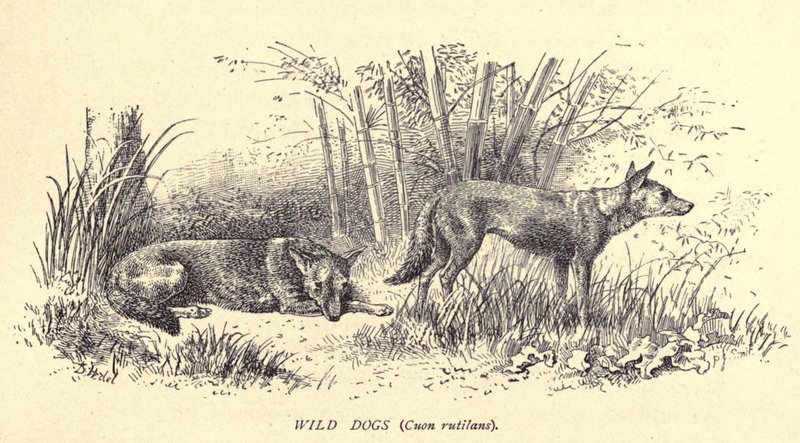 dhole (Cuon alpinus); DISPLAY FULL IMAGE.