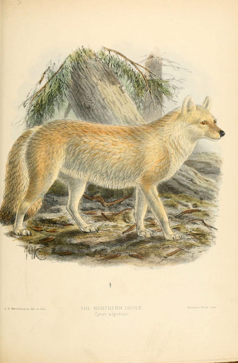 dhole (Cuon alpinus); DISPLAY FULL IMAGE.