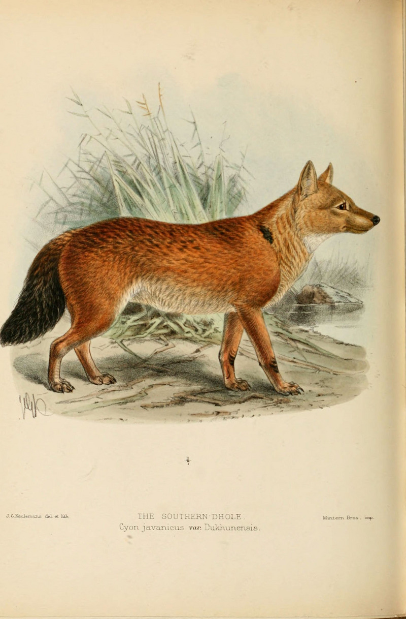 dhole (Cuon alpinus); DISPLAY FULL IMAGE.