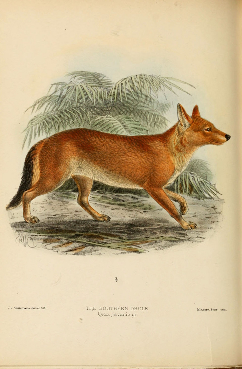 dhole (Cuon alpinus); DISPLAY FULL IMAGE.