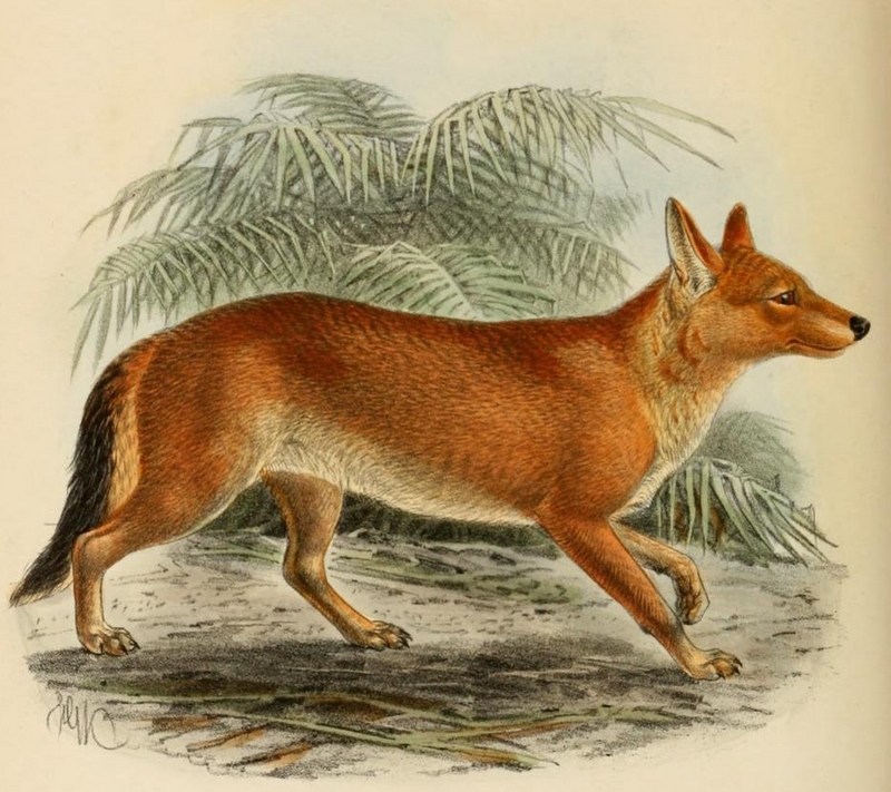 dhole (Cuon alpinus); DISPLAY FULL IMAGE.