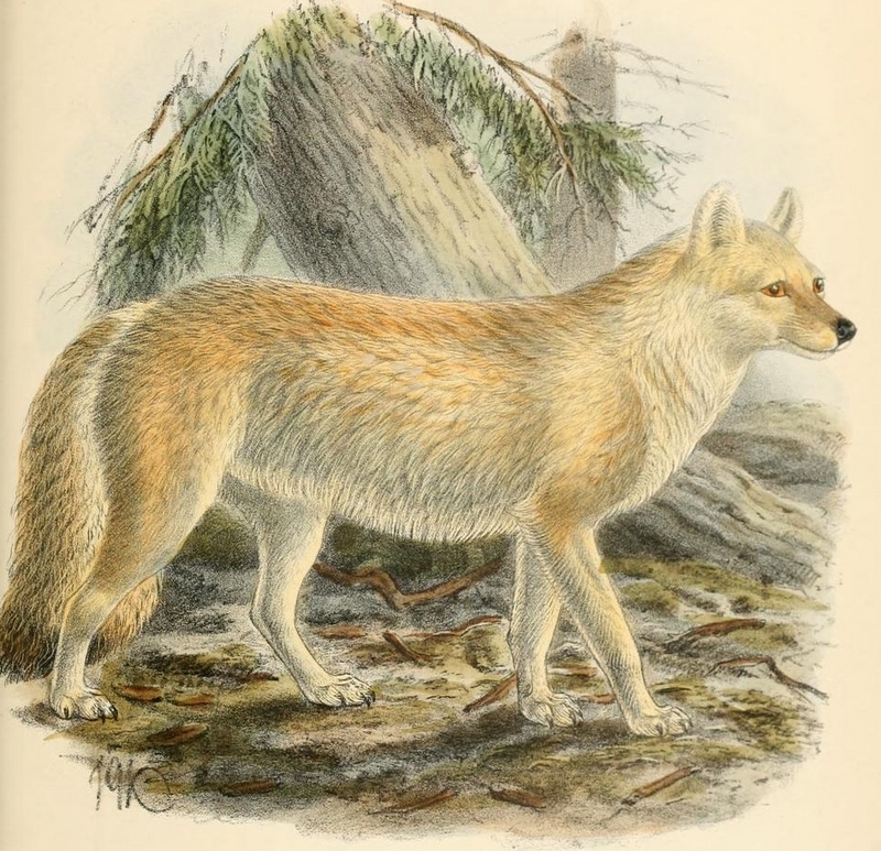 dhole (Cuon alpinus); DISPLAY FULL IMAGE.