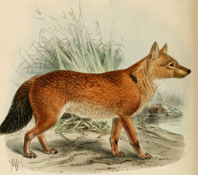 dhole (Cuon alpinus); DISPLAY FULL IMAGE.